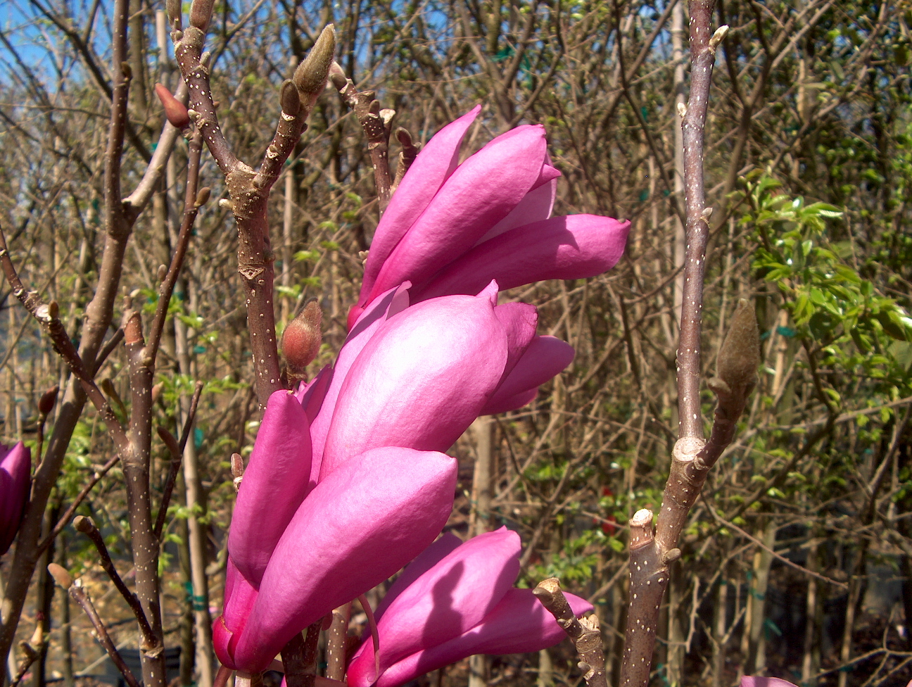 Online Plant Guide Magnolia 'Ann' / Ann Magnolia